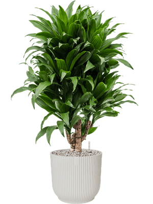 plantes interieures-03