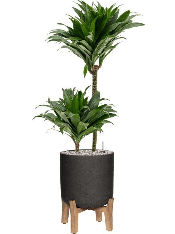 plantes interieures-04