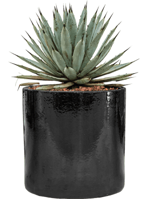 plantes interieures-05