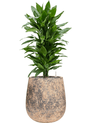 plantes interieures-07